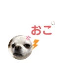 CiAL（個別スタンプ：20）
