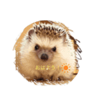 ハリネズミの、さぼてん＆はり太郎（個別スタンプ：1）