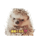 ハリネズミの、さぼてん＆はり太郎（個別スタンプ：2）