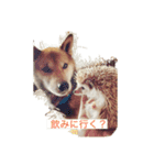 ハリネズミの、さぼてん＆はり太郎（個別スタンプ：4）