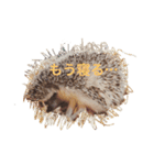 ハリネズミの、さぼてん＆はり太郎（個別スタンプ：5）