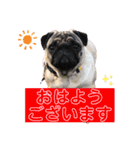 あいらぶゆーらぶ3（個別スタンプ：1）