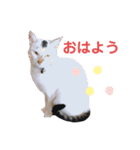 ワールドキャッツスタンプ part2（個別スタンプ：1）