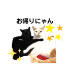ワールドキャッツスタンプ part2（個別スタンプ：31）