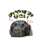 黒いラブラドールレトリバーのスタンプ（個別スタンプ：3）