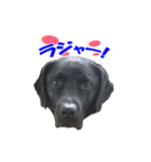 黒いラブラドールレトリバーのスタンプ（個別スタンプ：4）