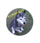 ハナ姉さんとすばちゃん その2（個別スタンプ：7）