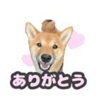 柴犬 ぽんた（個別スタンプ：1）