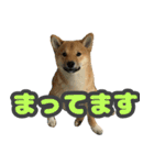 柴犬 ぽんた（個別スタンプ：2）