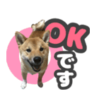 柴犬 ぽんた（個別スタンプ：3）