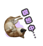 柴犬 ぽんた（個別スタンプ：5）