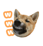 柴犬 ぽんた（個別スタンプ：6）