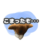 柴犬 ぽんた（個別スタンプ：7）