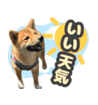 柴犬 ぽんた（個別スタンプ：8）