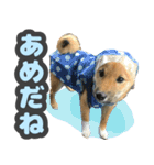 柴犬 ぽんた（個別スタンプ：9）