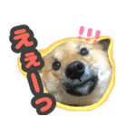 柴犬 ぽんた（個別スタンプ：10）