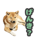 柴犬 ぽんた（個別スタンプ：12）