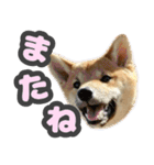 柴犬 ぽんた（個別スタンプ：13）
