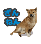 柴犬 ぽんた（個別スタンプ：14）