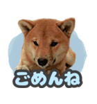 柴犬 ぽんた（個別スタンプ：15）