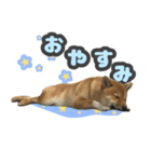 柴犬 ぽんた（個別スタンプ：16）