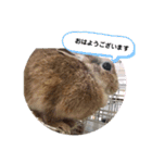 しおさんちのマロン（個別スタンプ：1）