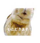 しおさんちのマロン（個別スタンプ：3）