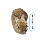 しおさんちのマロン（個別スタンプ：10）