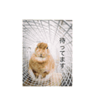 しおさんちのマロン（個別スタンプ：12）
