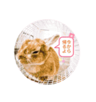 しおさんちのマロン（個別スタンプ：18）