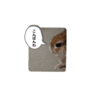 しおさんちのマロン（個別スタンプ：19）