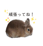 しおさんちのマロン（個別スタンプ：24）