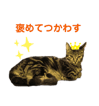 るーちゃのスタンプ（個別スタンプ：8）