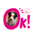 ノアくん★（個別スタンプ：1）