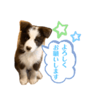 ノアくん★（個別スタンプ：3）