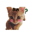 トトが可愛すぎて(仔猫編)（個別スタンプ：1）