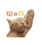 トトが可愛すぎて(仔猫編)（個別スタンプ：2）
