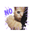 トトが可愛すぎて(仔猫編)（個別スタンプ：3）