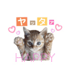 トトが可愛すぎて(仔猫編)（個別スタンプ：4）