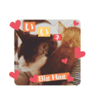 トトが可愛すぎて(仔猫編)（個別スタンプ：8）
