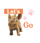 トトが可愛すぎて(仔猫編)（個別スタンプ：10）
