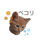 トトが可愛すぎて(仔猫編)（個別スタンプ：15）