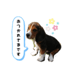 ビーグルてん（個別スタンプ：2）