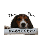 ビーグルてん（個別スタンプ：5）