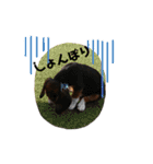 ビーグルてん（個別スタンプ：8）
