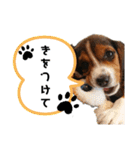 ビーグルてん（個別スタンプ：9）