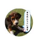 ビーグルてん（個別スタンプ：14）