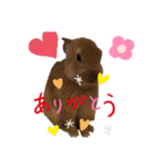 かわよいウサスター（個別スタンプ：2）