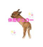 かわよいウサスター（個別スタンプ：3）
