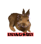 かわよいウサスター（個別スタンプ：6）